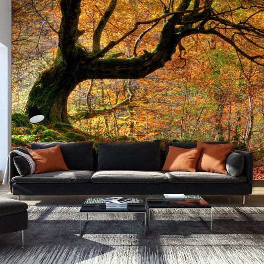 Fototapete - Herbst, Wald und Blätter 450x270 cm