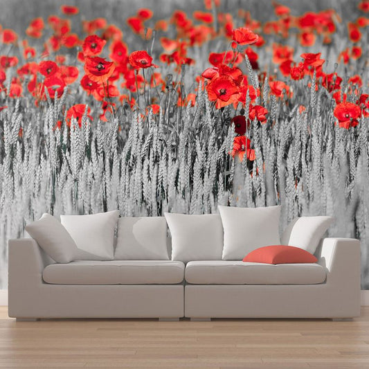 Fototapete - Roter Klatschmohn im kontrastierenden Feld 450x270 cm