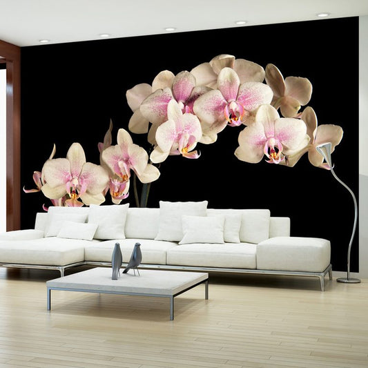 Fototapete - Blühende Orchideen auf dunklem Hintergrund 450x270 cm