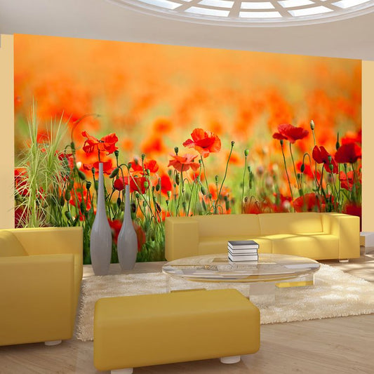 Fototapete - Mohnblumen an einem heißen Tag 450x270 cm