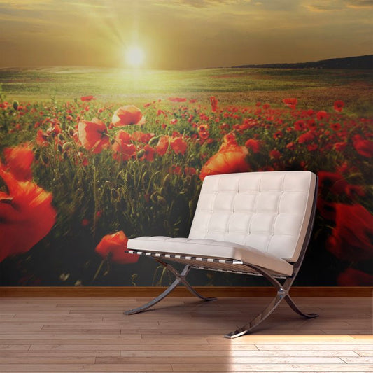 Fototapete - Morning on the poppy meadow 450x270 cm