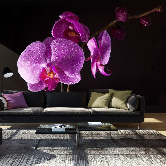 Fototapete - stilvoll  Orchidee 450x270 cm