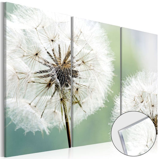 Acrylglasbild - Fluffy Dandelions [Glass]