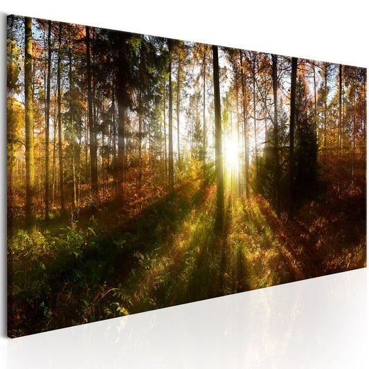 Wandbild - Beautiful Forest