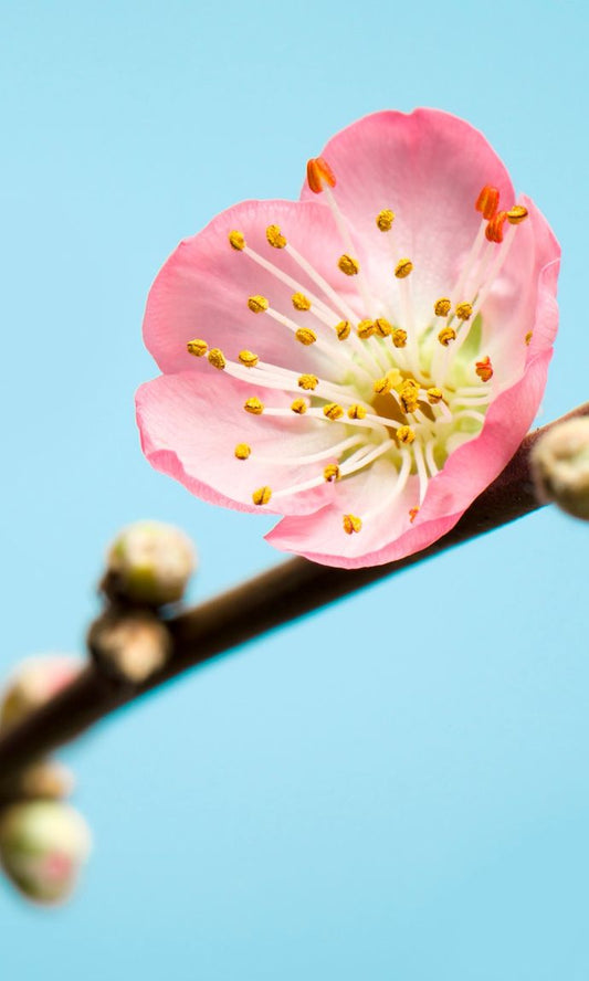 Vlies Fototapete - Peach Blossom